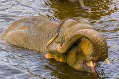 特写镜头亚洲大象洗澡水濒临灭绝的动物specie亚洲