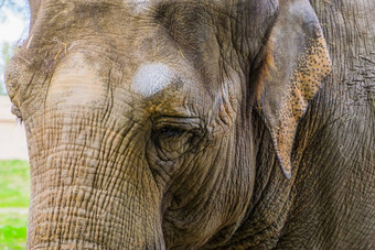 特写镜头脸亚洲<strong>大象</strong>美丽的肖像濒临灭绝的动物specie亚洲
