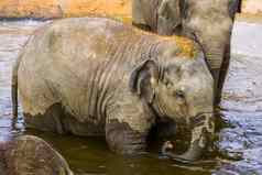 肖像亚洲大象小腿洗澡水濒临灭绝的动物specie亚洲