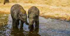 年轻的亚洲大象夫妇站水社会动物行为濒临灭绝的动物specie亚洲