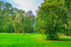 草区域美丽的树利斯博斯森林布雷达荷兰绿色草地森林