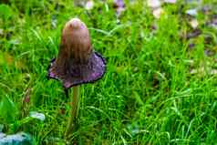 毛发粗浓杂乱的鬃毛蘑菇新鲜的打开帽真菌specie欧洲美国