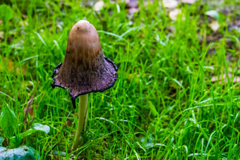 毛发粗浓杂乱的鬃毛蘑菇新鲜的打开帽真菌specie欧洲美国