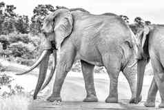 非洲大象大象牙穿越路单色