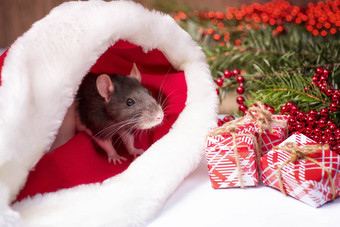 毛茸茸的老鼠坐在节日<strong>礼物</strong>盒子圣诞节他<strong>圣诞老人</strong>老人动物灰色的老鼠坐着<strong>圣诞老人</strong>他盒子<strong>礼物</strong>一年的概念一年老鼠