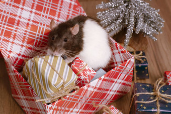 老鼠象征一年灰色的老鼠礼物盒子有趣的老鼠礼物盒子象征一年