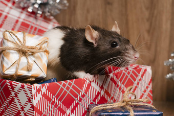 <strong>老鼠</strong>象征一年灰色的<strong>老鼠</strong>礼物盒子有趣的<strong>老鼠</strong>礼物盒子象征一年