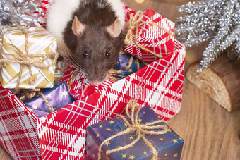老鼠象征一年灰色的老鼠礼物盒子有趣的老鼠礼物盒子象征一年
