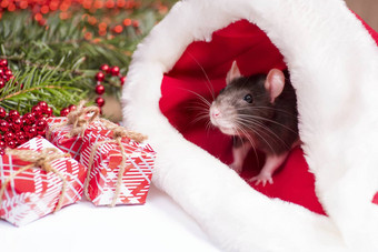关闭可爱的老鼠红色的圣诞节他老鼠象征一年可爱的老鼠坐着圣诞节他礼物一年装饰礼物一年概念