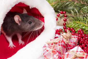 关闭可爱的<strong>老鼠</strong>红色的圣诞节他<strong>老鼠</strong>象征一年可爱的<strong>老鼠</strong>坐着圣诞节他礼物一年装饰礼物一年概念