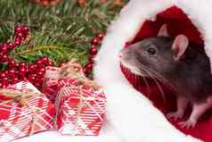 圣诞节灰色白色老鼠象征一年坐在隐藏了红色的他圣诞老人老人