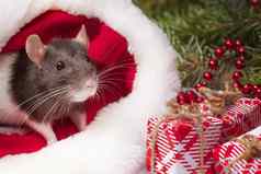 毛茸茸的老鼠坐在节日礼物盒子圣诞节他圣诞老人老人动物灰色的老鼠坐着圣诞老人他盒子礼物一年的概念一年老鼠