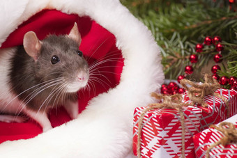 毛茸茸的老鼠坐在节日<strong>礼物</strong>盒子圣诞节他<strong>圣诞老人</strong>老人动物灰色的老鼠坐着<strong>圣诞老人</strong>他盒子<strong>礼物</strong>一年的概念一年老鼠