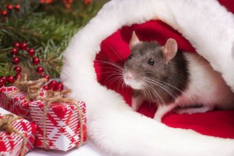 关闭<strong>可爱</strong>的老鼠红色的圣诞节他老鼠象征一年<strong>可爱</strong>的老鼠坐着圣诞节他<strong>礼物</strong>一年装饰<strong>礼物</strong>一年概念