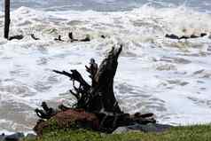 湿树树干破碎海洋波热带海滩岛风暴狂风暴雨的海天气权力自然背景严重的强热带风暴导致洪水飙升沿海区域