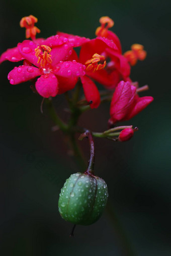 麻 疯无可指责