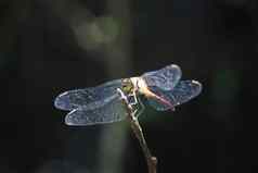 大蜻蜓闪亮的翅膀分支阳光