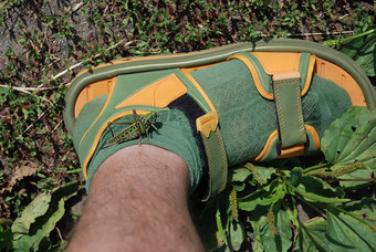 绿色昆虫绿色袜子人类腿