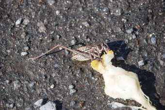 棕色（的）蝗虫吃梨穆迪地面