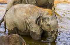 亚洲大象小腿洗澡水濒临灭绝的动物specie亚洲