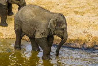 特写镜头少年亚洲大象走水濒临灭绝的动物specie亚洲
