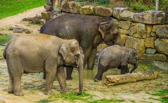 亚洲大象家庭肖像集团亚洲人的大象濒临灭绝的动物specie亚洲