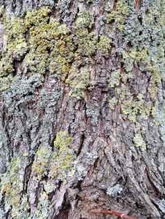 棕色（的）树树皮色彩斑斓的长满青苔的变形背景图片