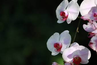 白色粉红色的兰花蝴蝶 兰花花园热带花园花背景兰花花花背景