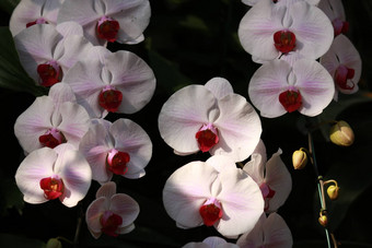 白色粉红色的兰花蝴蝶 兰花花园热带花园花背景兰花花花背景