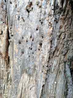灰色的树树皮变形背景图片结孔