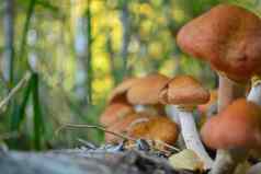 蜂蜜木耳树森林蘑菇