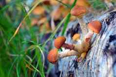 蘑菇森林蜂蜜木耳桦木