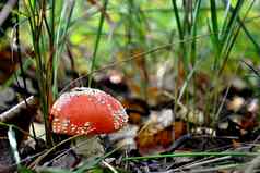 安妮塔森林红色的蘑菇森林
