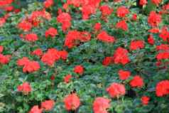 美丽的集团红色的绣球花绣球花花开花花园新鲜绣球花花叶分支花园