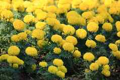 集团金盏花万寿菊erecta花盛开的花园模式黄色的金盏花花花背景