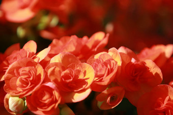 美丽的集团红色的绣球花绣球花花开花新鲜绣球花花花背景纹理美丽的红色的花阳光
