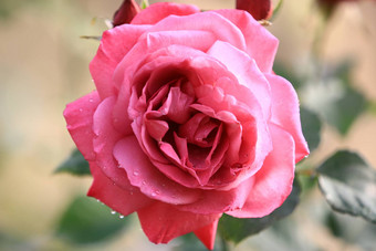 粉红色的玫瑰花背景模糊的叶花园玫瑰精致的美特写镜头玫瑰软阳光