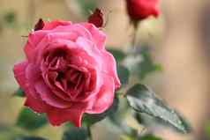 粉红色的玫瑰花背景模糊的叶花园玫瑰精致的美特写镜头玫瑰软阳光