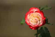 红色的白色玫瑰花背景模糊的叶花园玫瑰精致的美特写镜头玫瑰