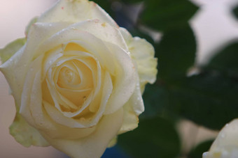 白色玫瑰花背景模糊的叶花园玫瑰精致的美特写镜头玫瑰