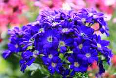 模糊的蓝色的黛西花背景模糊的花花园集团蓝色的黛西花软阳光