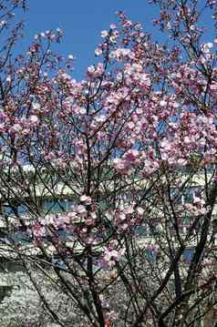 开花日本樱桃分支美丽的春天花背景