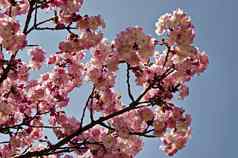 开花日本樱桃分支美丽的春天花背景