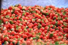 集团草莓出售背景新鲜收获草莓