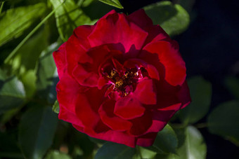 美丽的<strong>玫瑰</strong>红色的生长