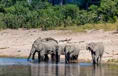 非洲大象纳米比亚非洲Safari野生动物