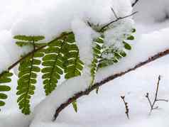 雪打桩绿色蕨类植物森林