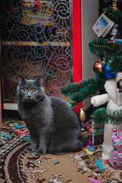 英国灰色的猫坐在圣诞节树礼物