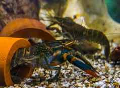 澳大利亚红色的爪小龙虾水下受欢迎的水族馆宠物昆士兰澳大利亚