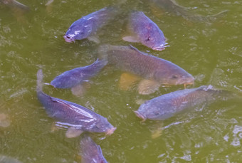 Shoal饿了常见的<strong>鲤鱼游泳</strong>水受欢迎的新鲜的水鱼欧洲脆弱的动物specie